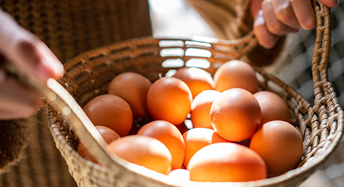 Free Range Eggs