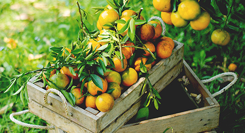 Harvest Availability